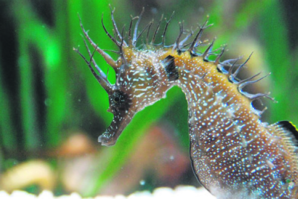 aquarium seahorse