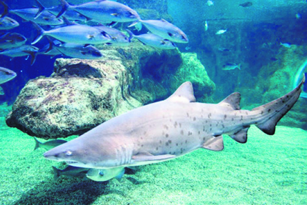 aquarium shark