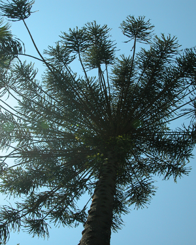 Tall trees in Malaga