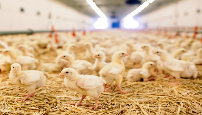 Around 19,000 hens to be culled after bird flu outbreak in Bulgaria