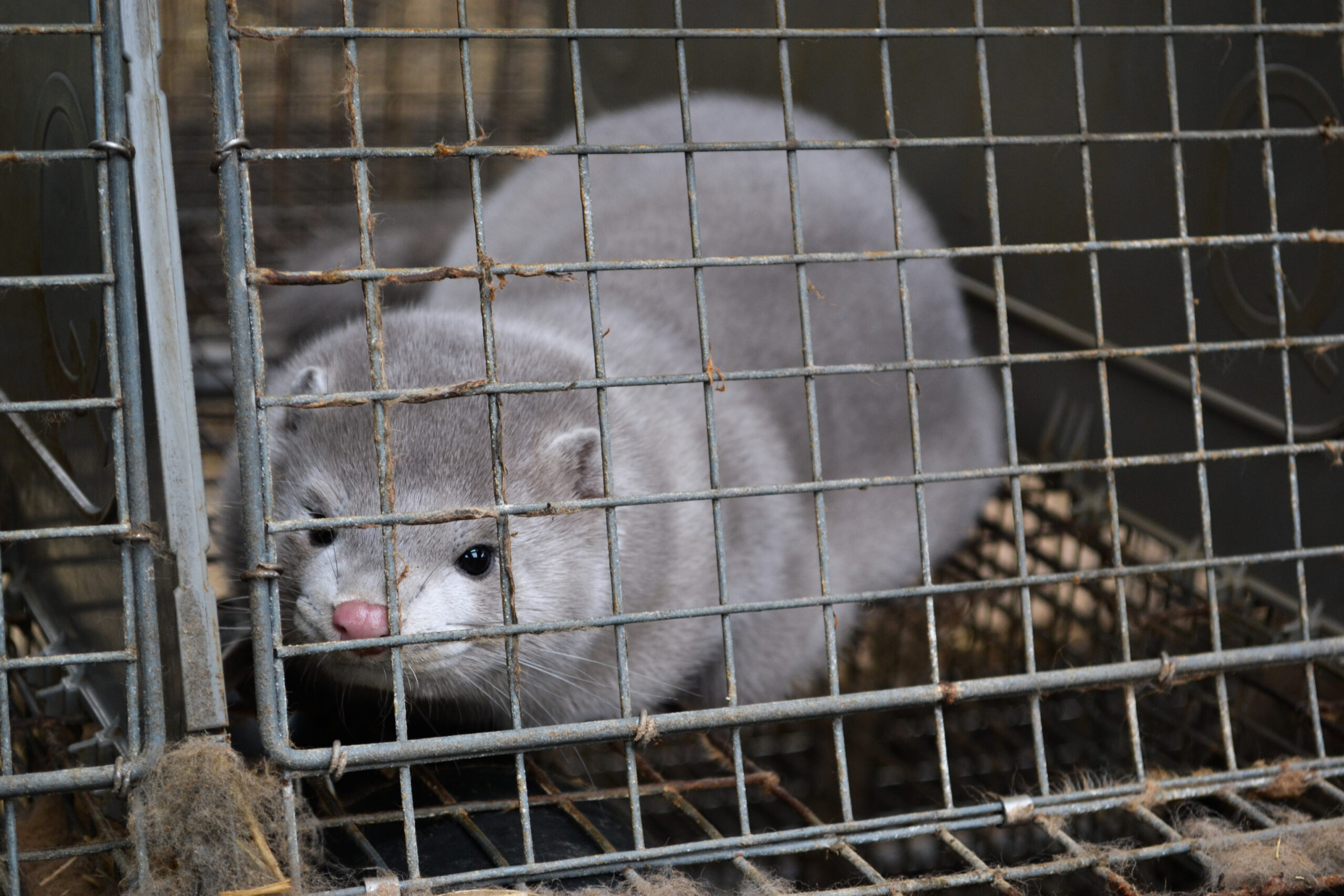 Denmark calls elections seven months early following disastrous mink cull policy