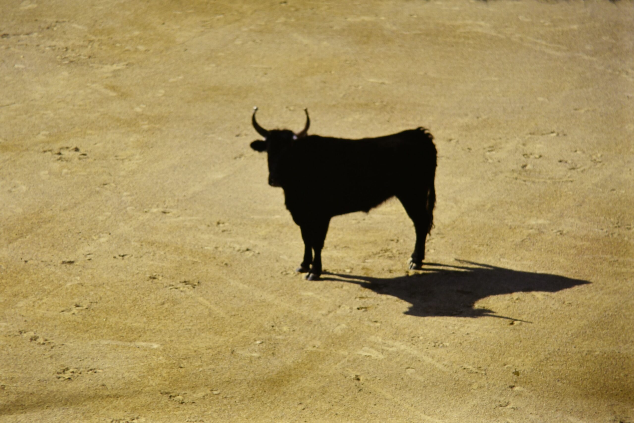 Should breeders of bulls for fighting receive EU subsidies?