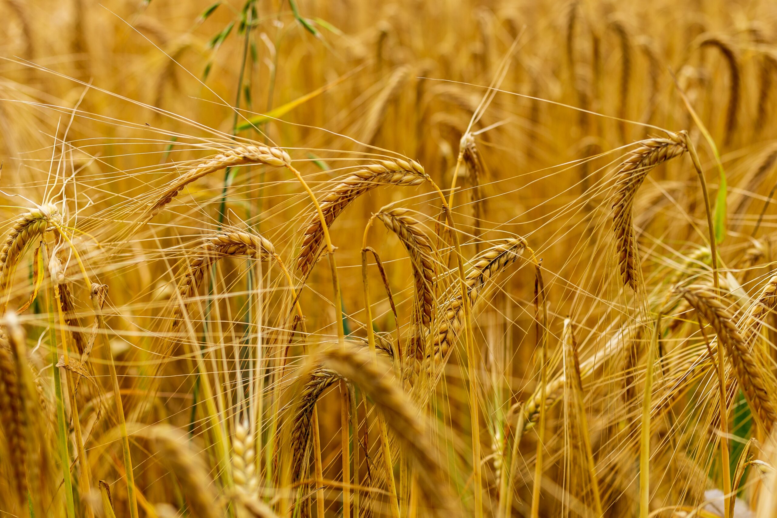 Global wheat price falls for fifth consecutive week