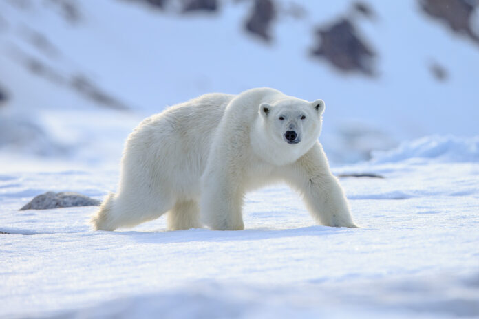 Two dead after being attacked by polar bear in Alaska.