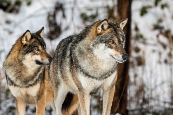 Sweden to allow culling of 75 wolves as controversy divides urban and rural opinions